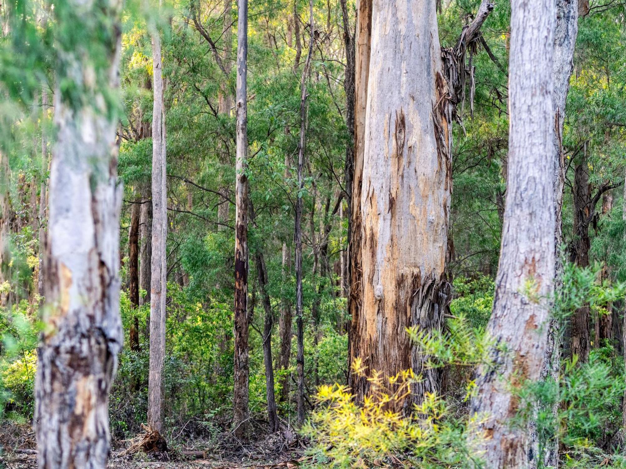 Jarrah Grove Forest Retreat - Adults Only Luxury Chalet Rosa Glen Buitenkant foto
